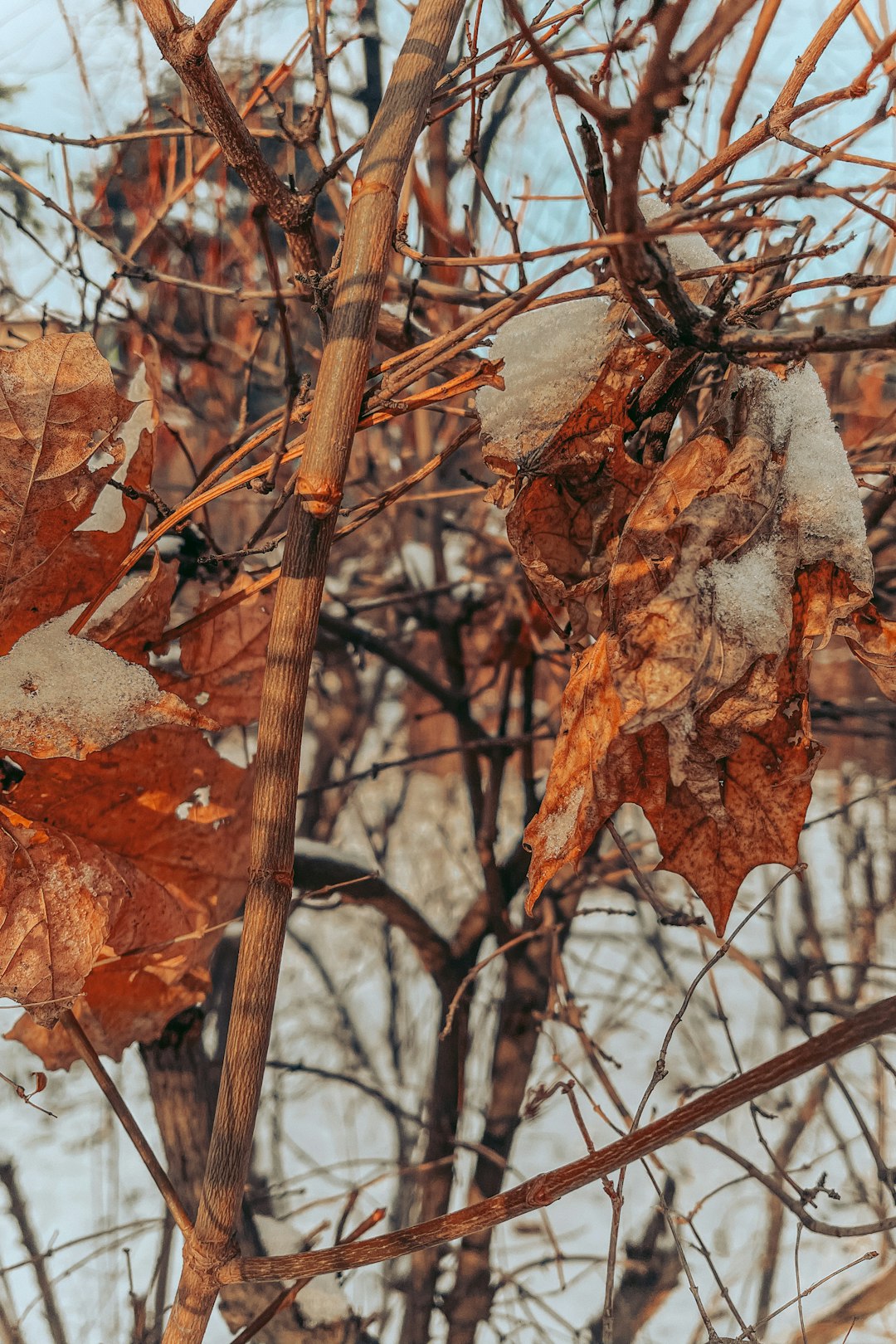 brown dried leaves on brown tree branch