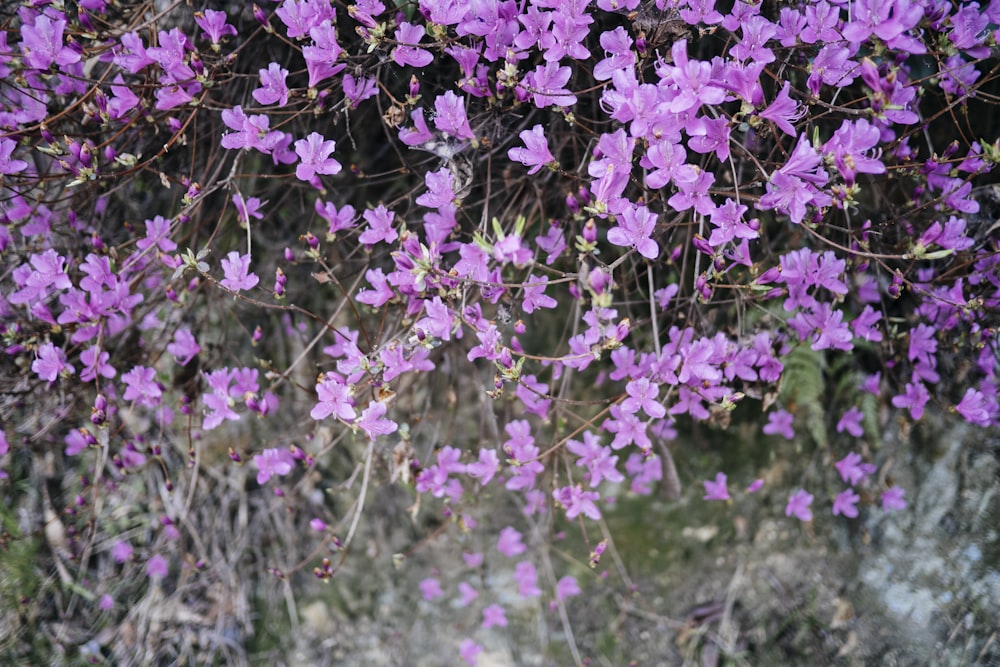 flores roxas com folhas verdes