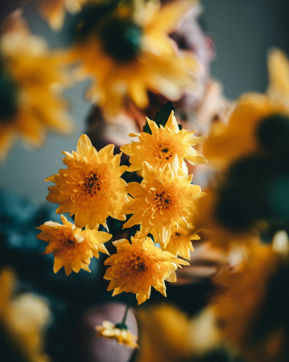 yellow flowers in tilt shift lens