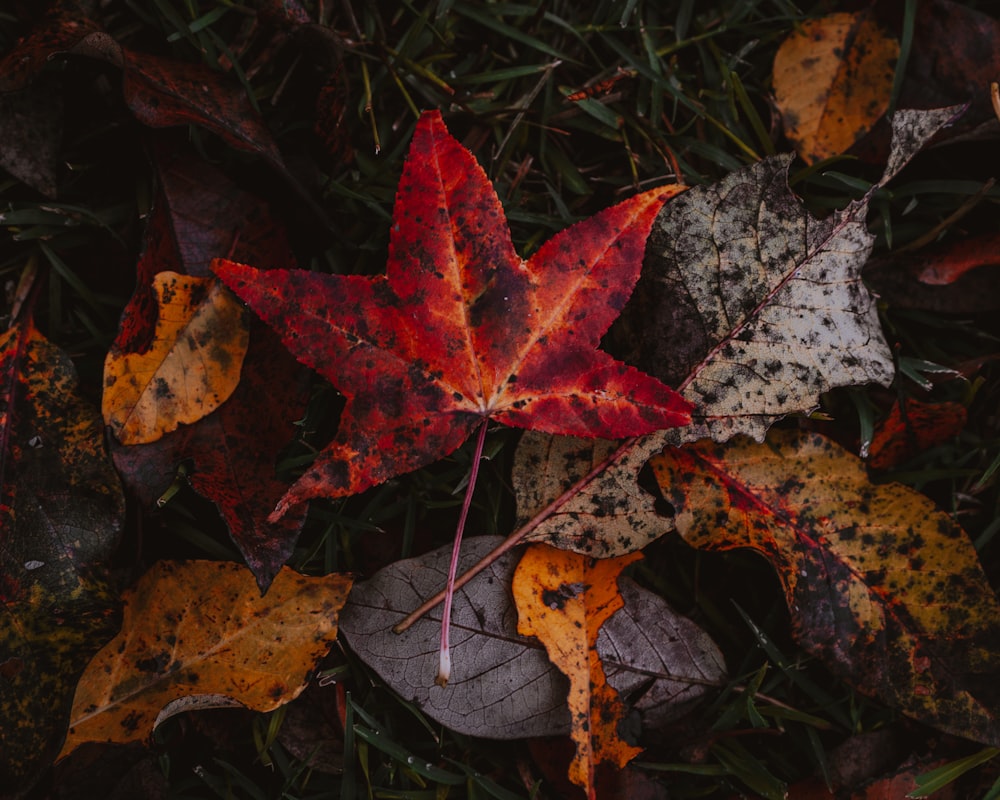 red and brown maple leaf on ground