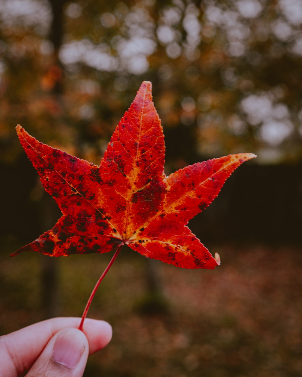 red maple leaf in close up photography