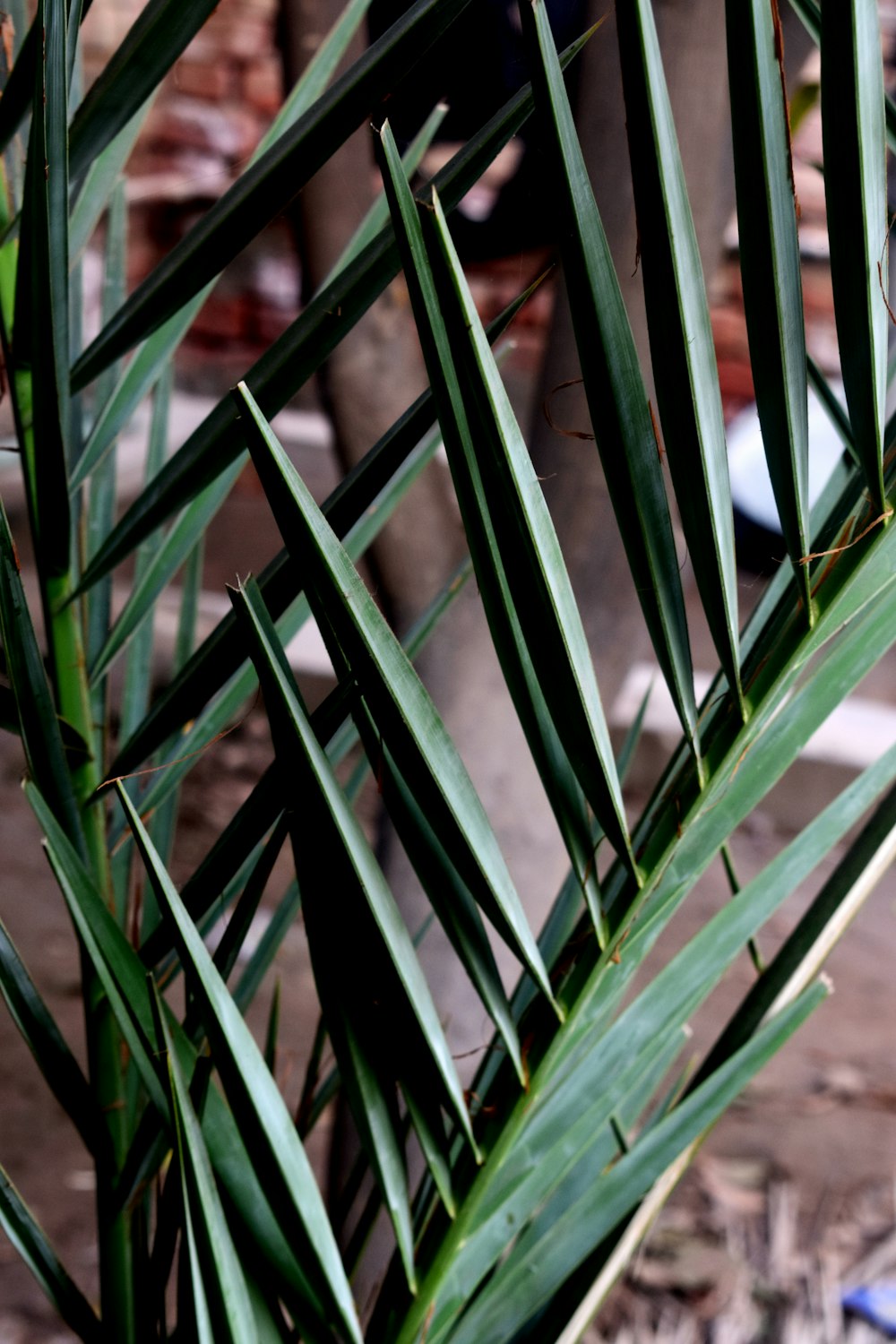 green plant near black metal fence