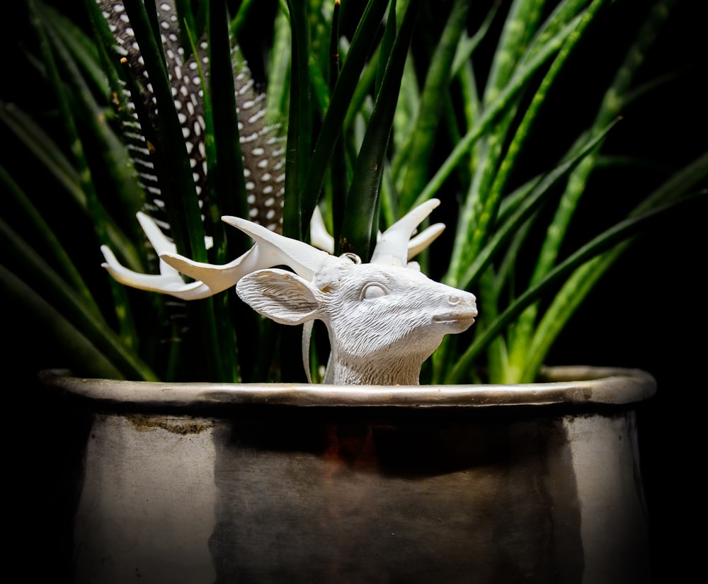 white animal skull on brown concrete pot