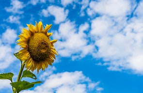 A cheerful sunflower standing tall against a clear blue sky