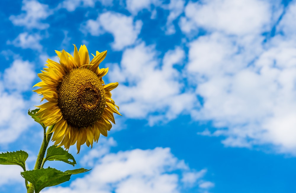 yellow sunflower under blue sky during daytime