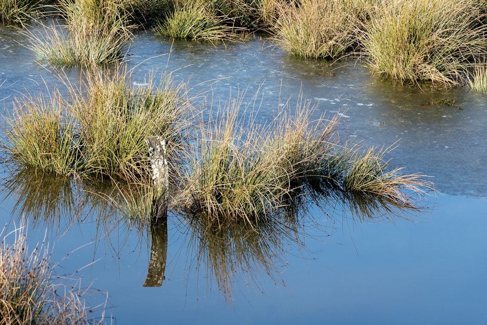 green grass on body of water