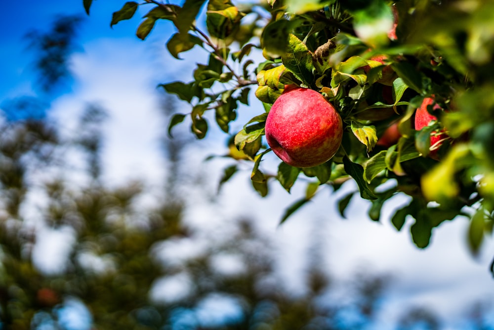 낮 동안 나무에 빨간 사과 과일