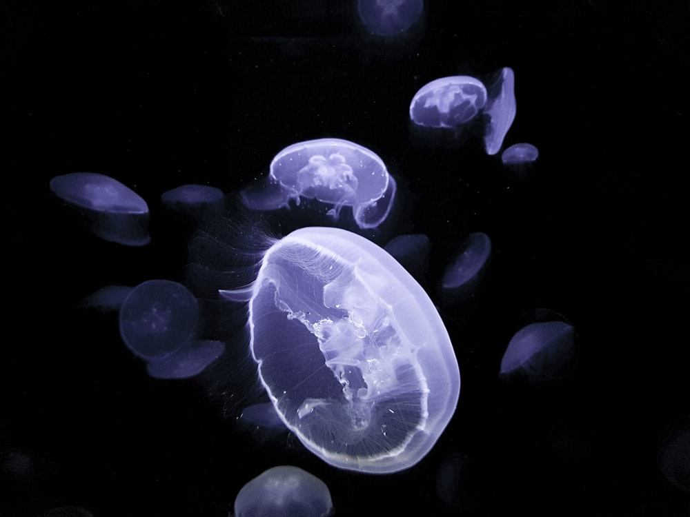 blue jellyfish in water during daytime