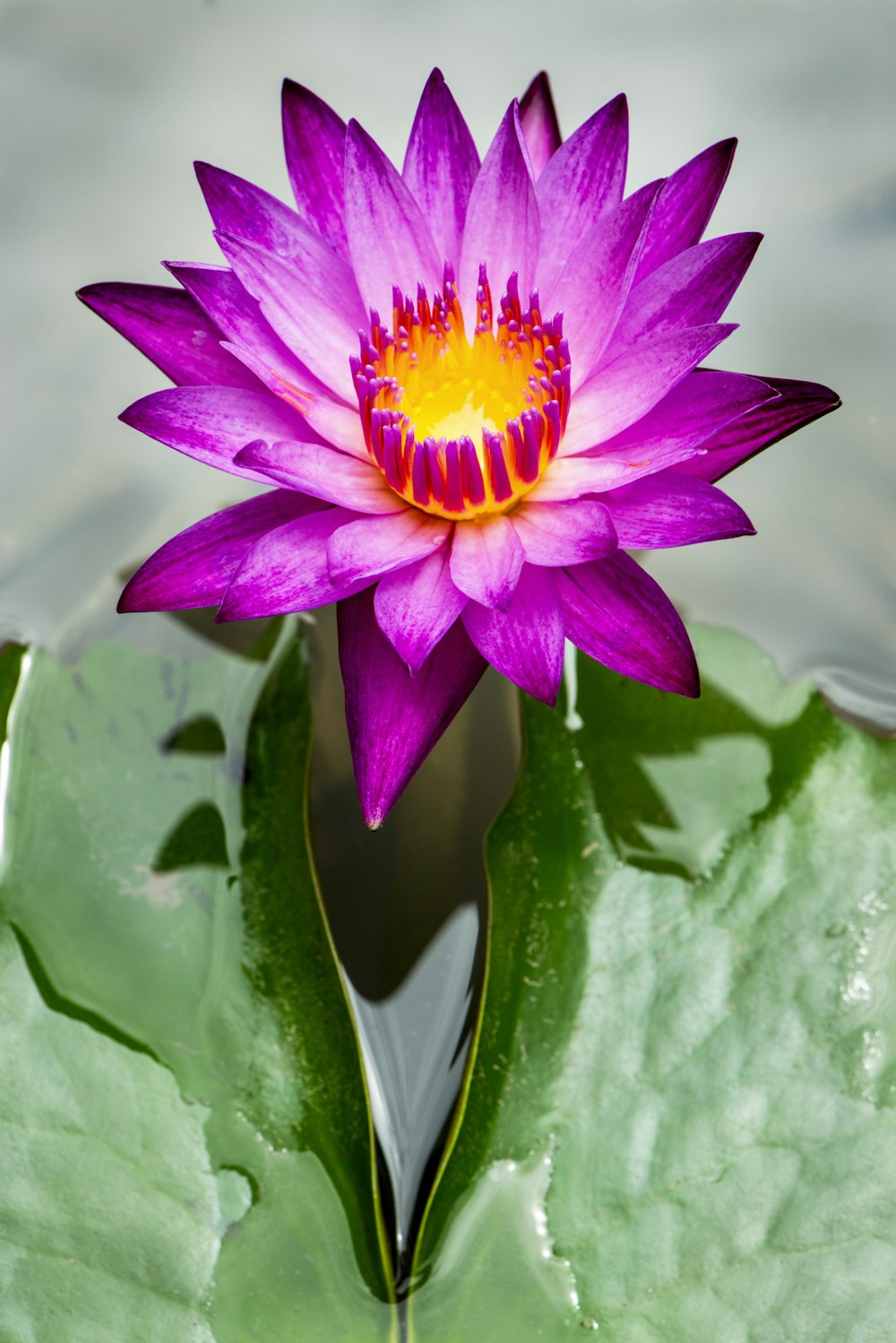 purple flower in green leaves