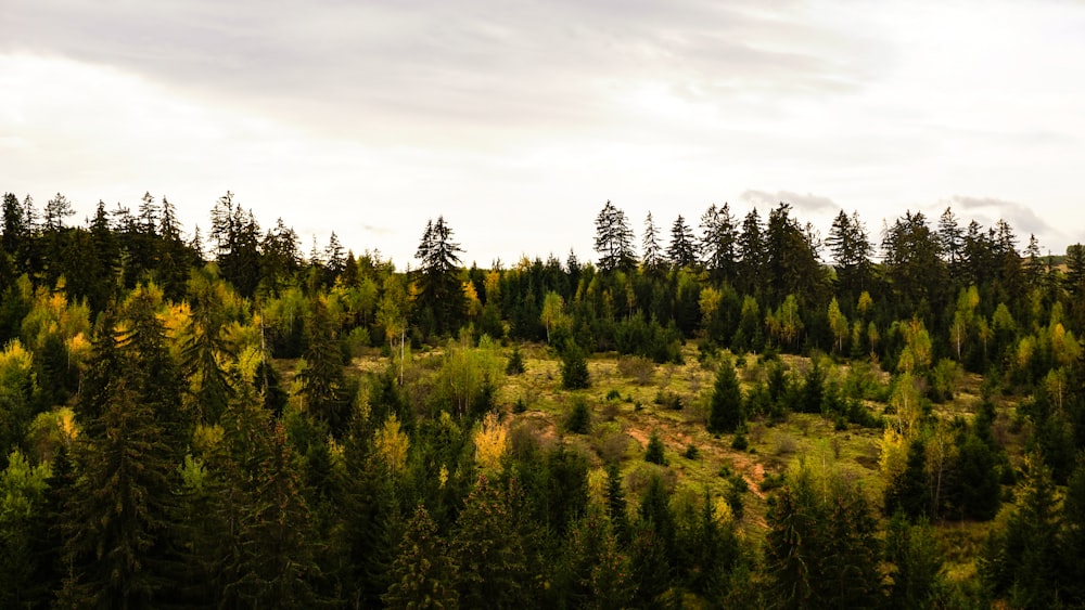 green trees under white clouds during daytime