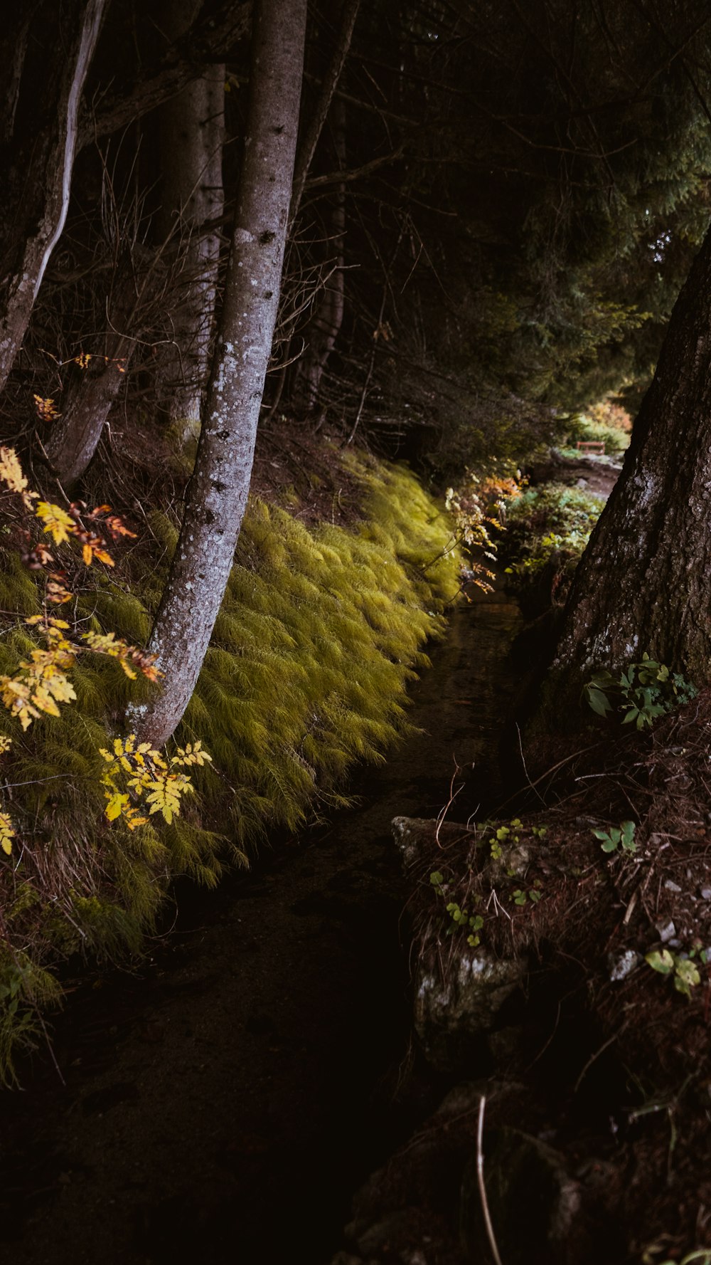 green moss on brown tree trunk