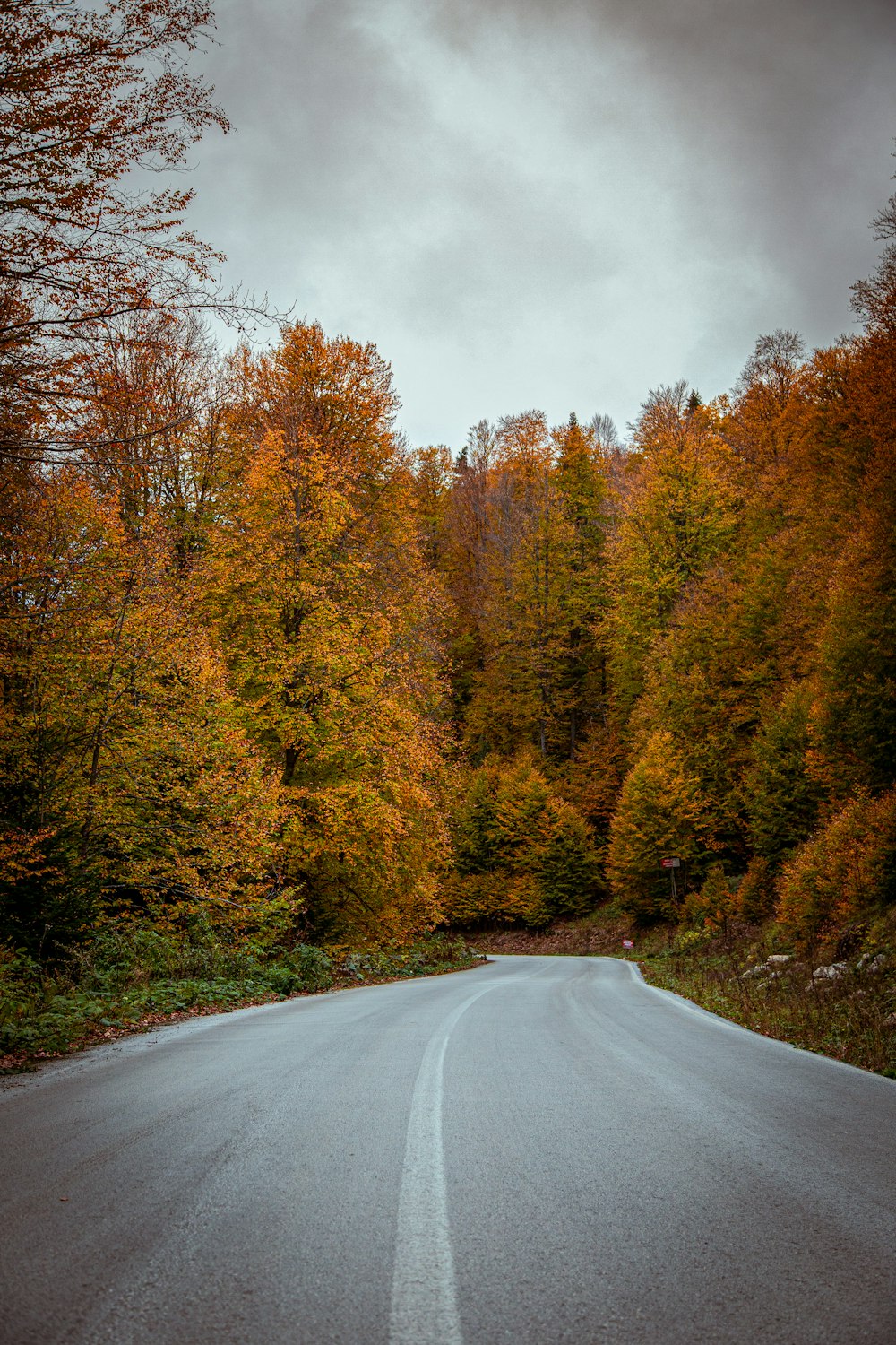 gray asphalt road between green and brown trees under gray cloudy sky during daytime