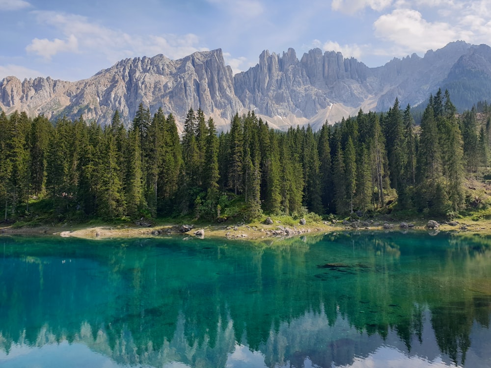 Grüne Kiefern in der Nähe von See und Bergkette