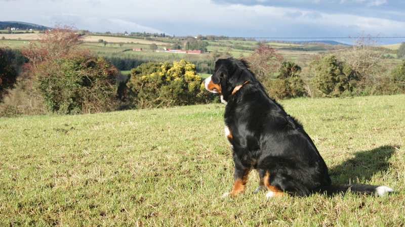 Lenz sitzt auf einer Wiese auf einer Anhöhe und blickt über die Landschaft