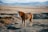 A small, fluffy horse stands on a grassy, uneven terrain with brown and gray hues. The background reveals a vast, open landscape with distant, snow-capped mountains under a cloudy sky.