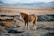 A small, fluffy horse stands on a grassy, uneven terrain with brown and gray hues. The background reveals a vast, open landscape with distant, snow-capped mountains under a cloudy sky.