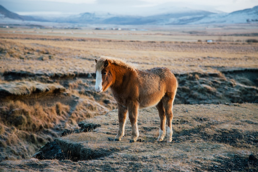 brown and white horse on brown field during daytime