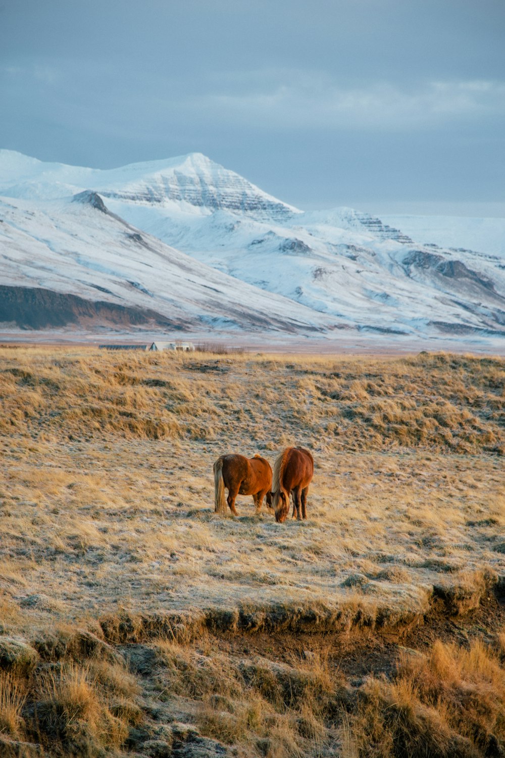 brown cow on brown field during daytime