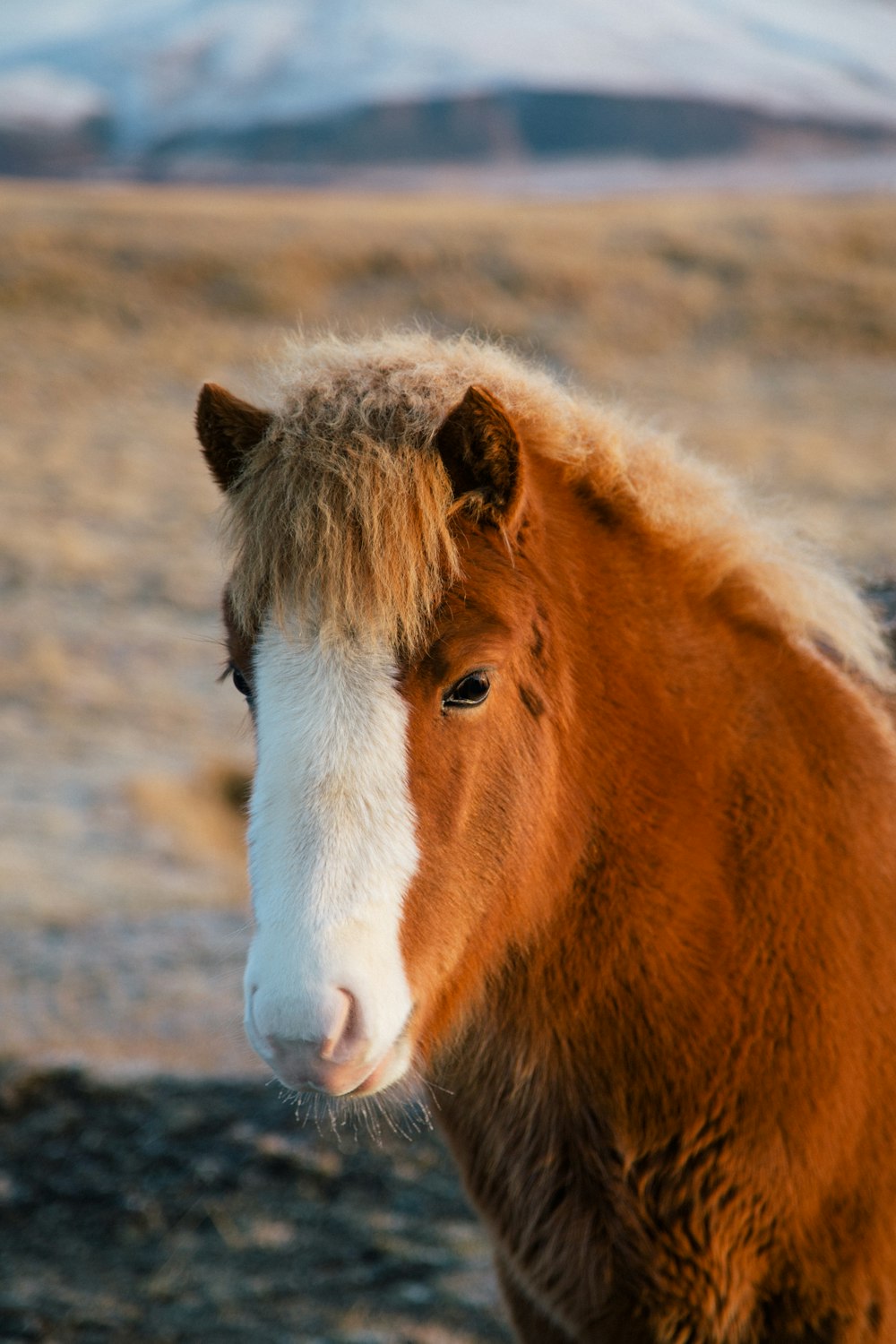 brown and white horse on brown field during daytime