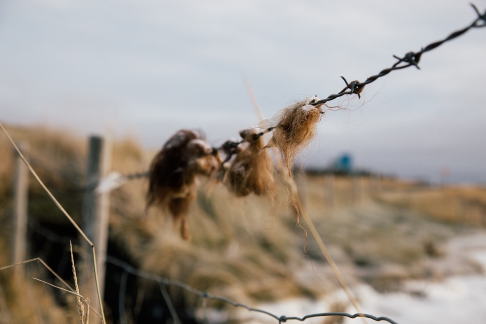 brown dried flower in tilt shift lens