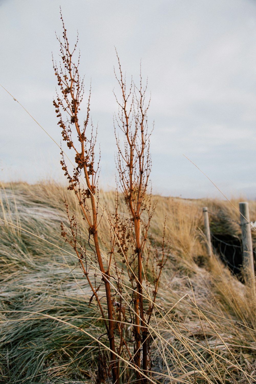 brown grass field under white clouds during daytime