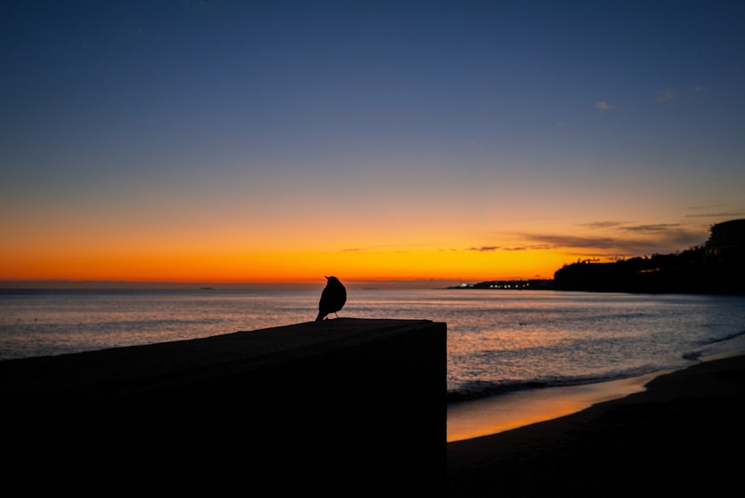 silhouette of bird on concrete wall near body of water during sunset