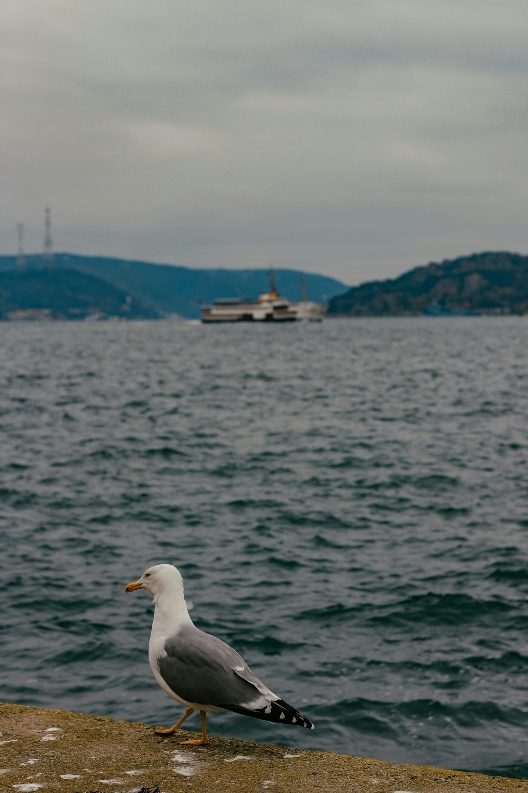 white bird on top of a mountain near the sea during daytime