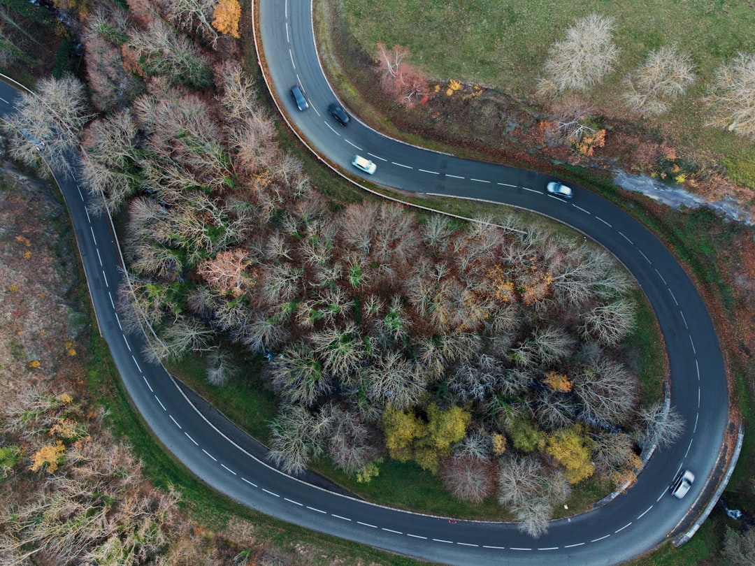 aerial view of green trees and road