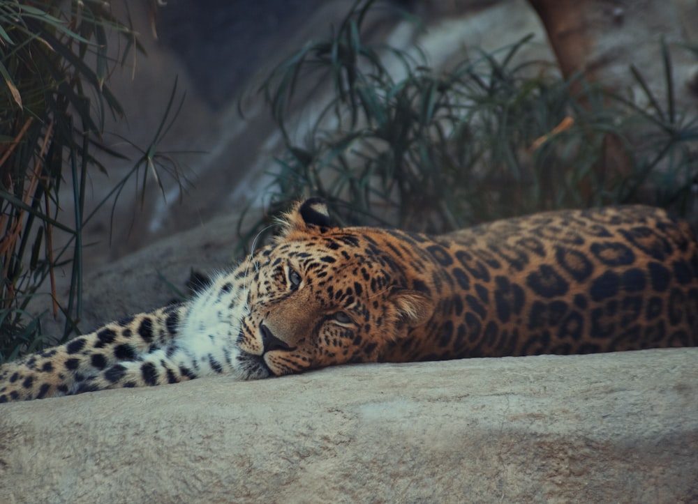 brown and black leopard lying on ground