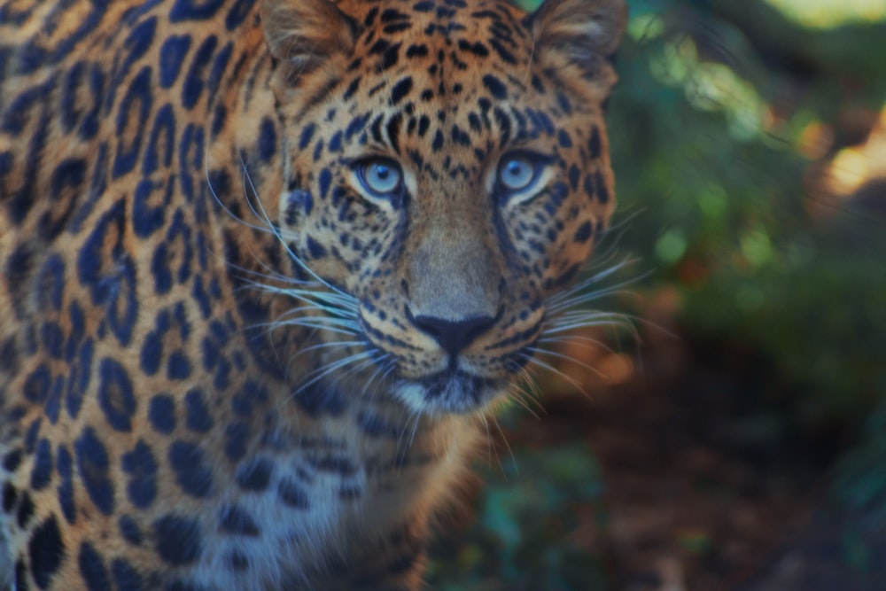 brown and black leopard in close up photography