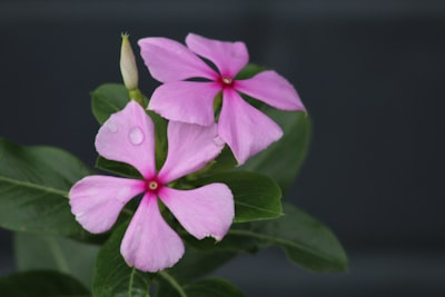 pink 5 petaled flower in close up photography