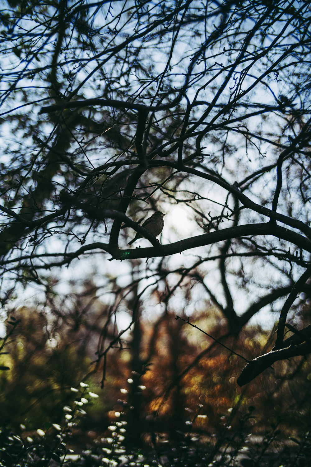 leafless tree in tilt shift lens