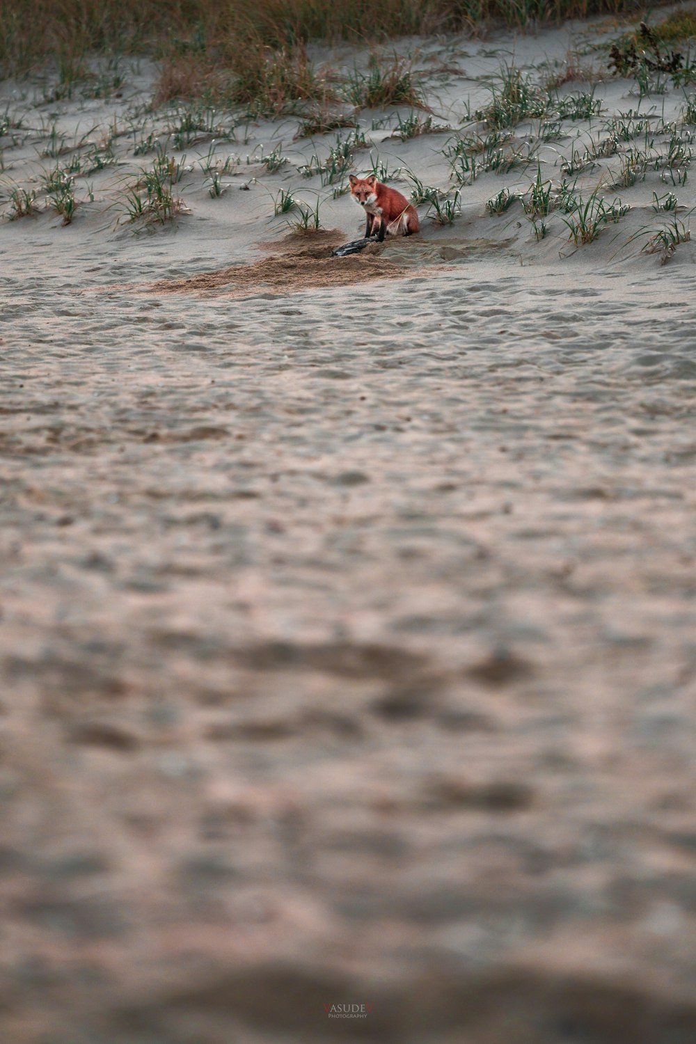 pessoa de camisa vermelha e calção preto andando na areia marrom durante o dia