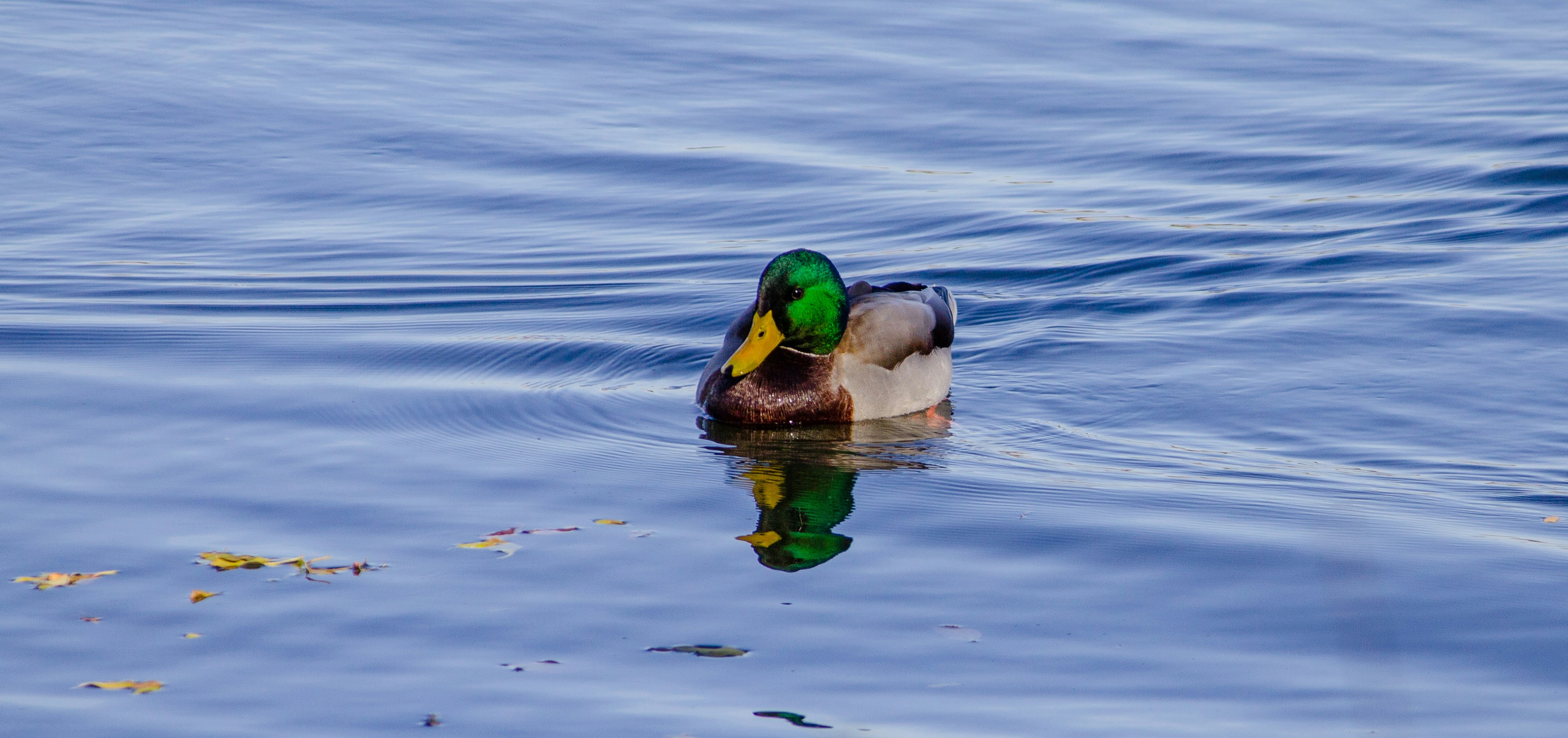 Lost Brakes Waterfowl Hunting Resource Lost Brakes
