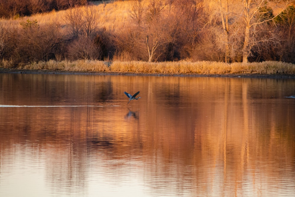 Canard brun sur l’eau pendant la journée