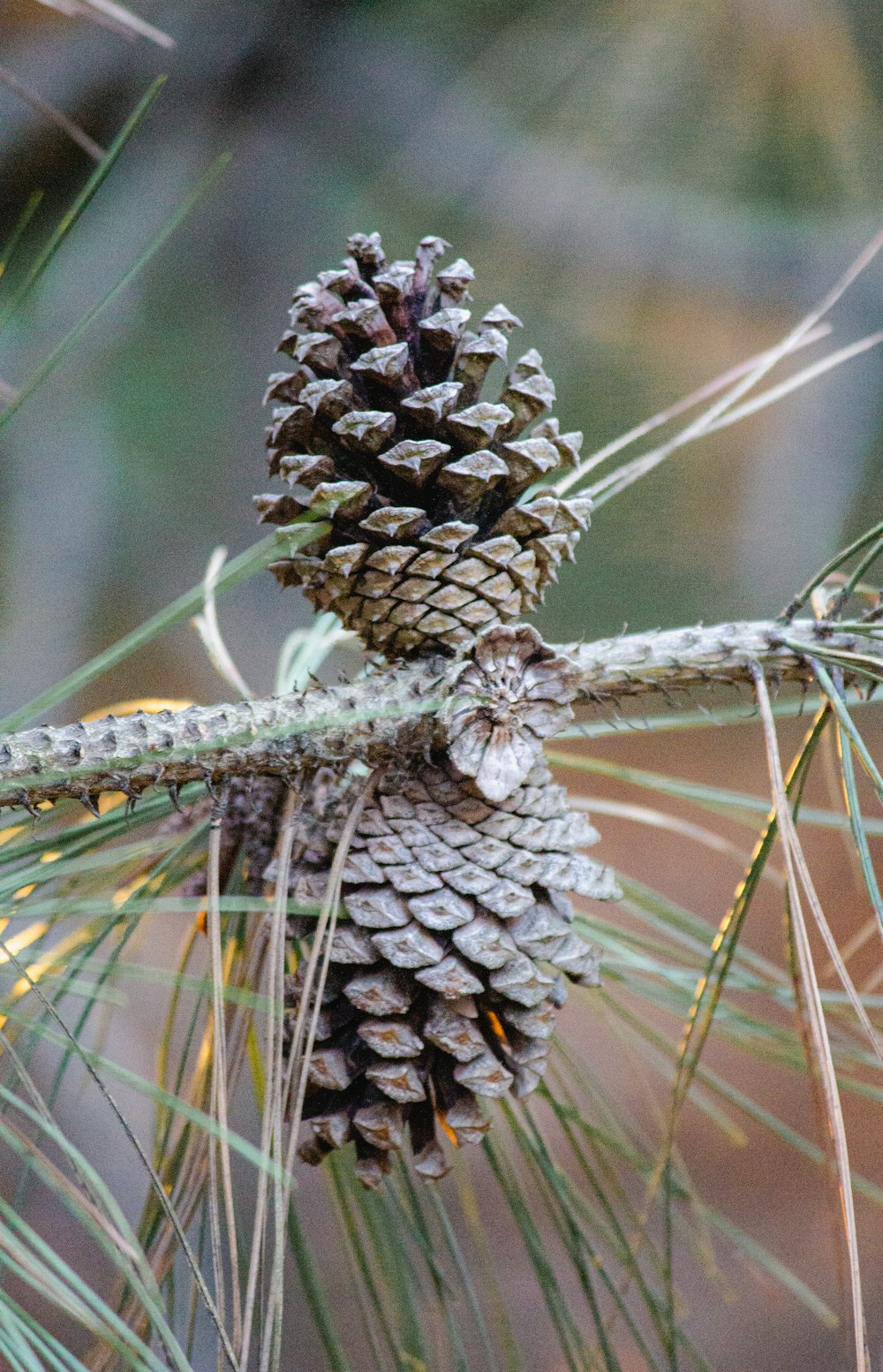 brown pine cone on brown stem