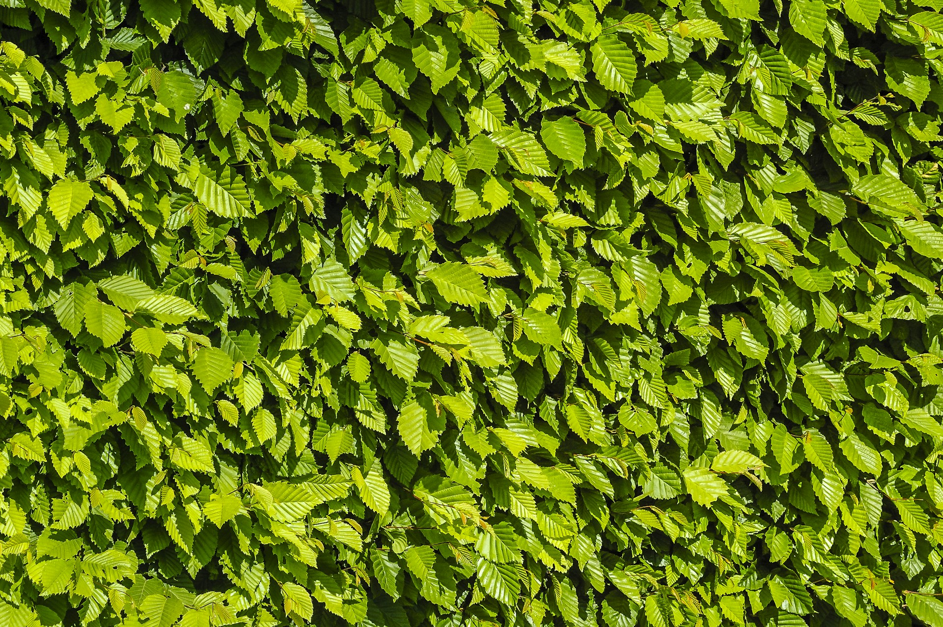 green leaves on brown soil