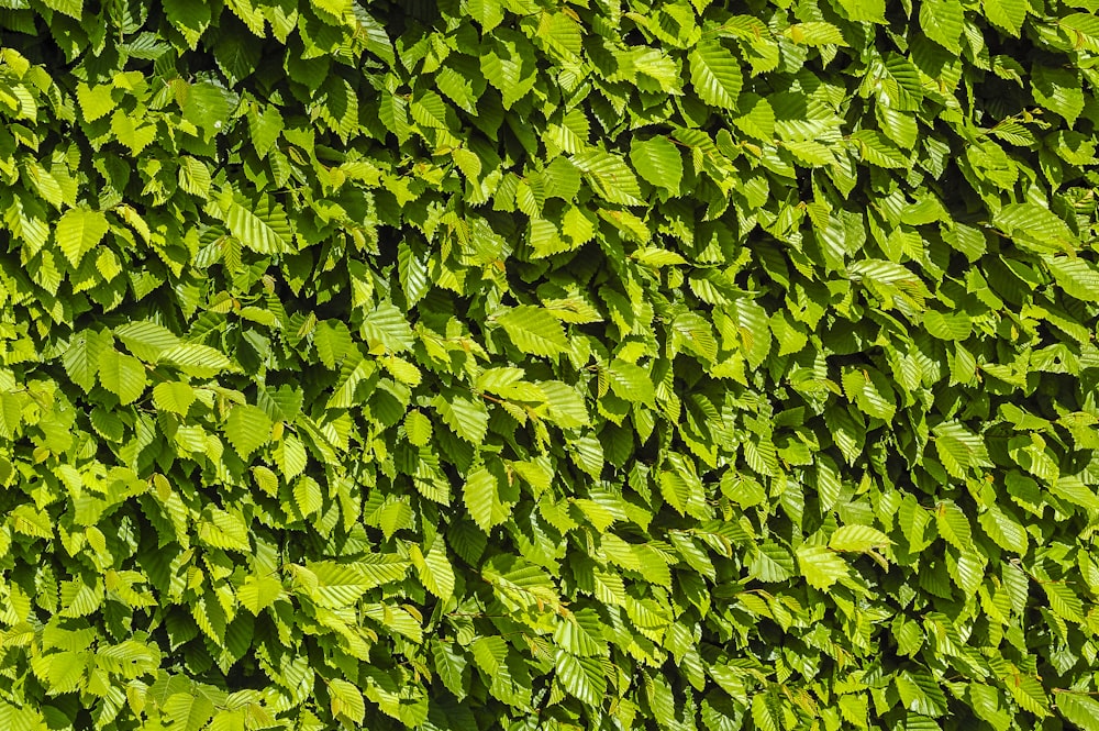 green leaves on brown soil