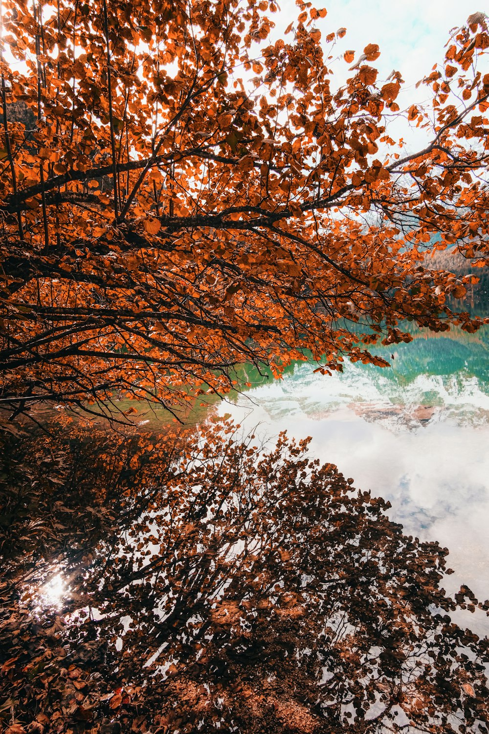 brown trees near body of water during daytime