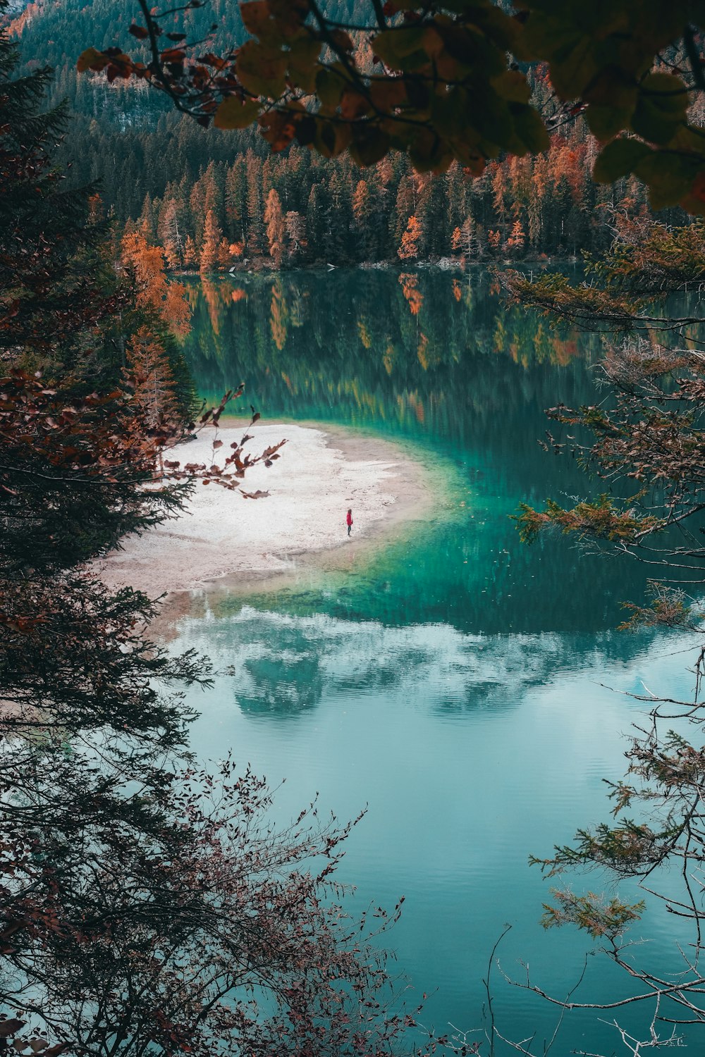 alberi marroni accanto al lago durante il giorno