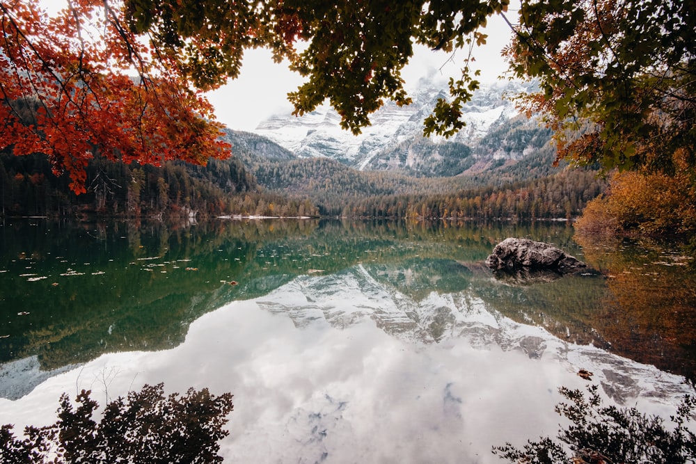 brown trees near lake during daytime