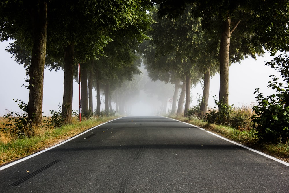 black asphalt road between green trees during daytime