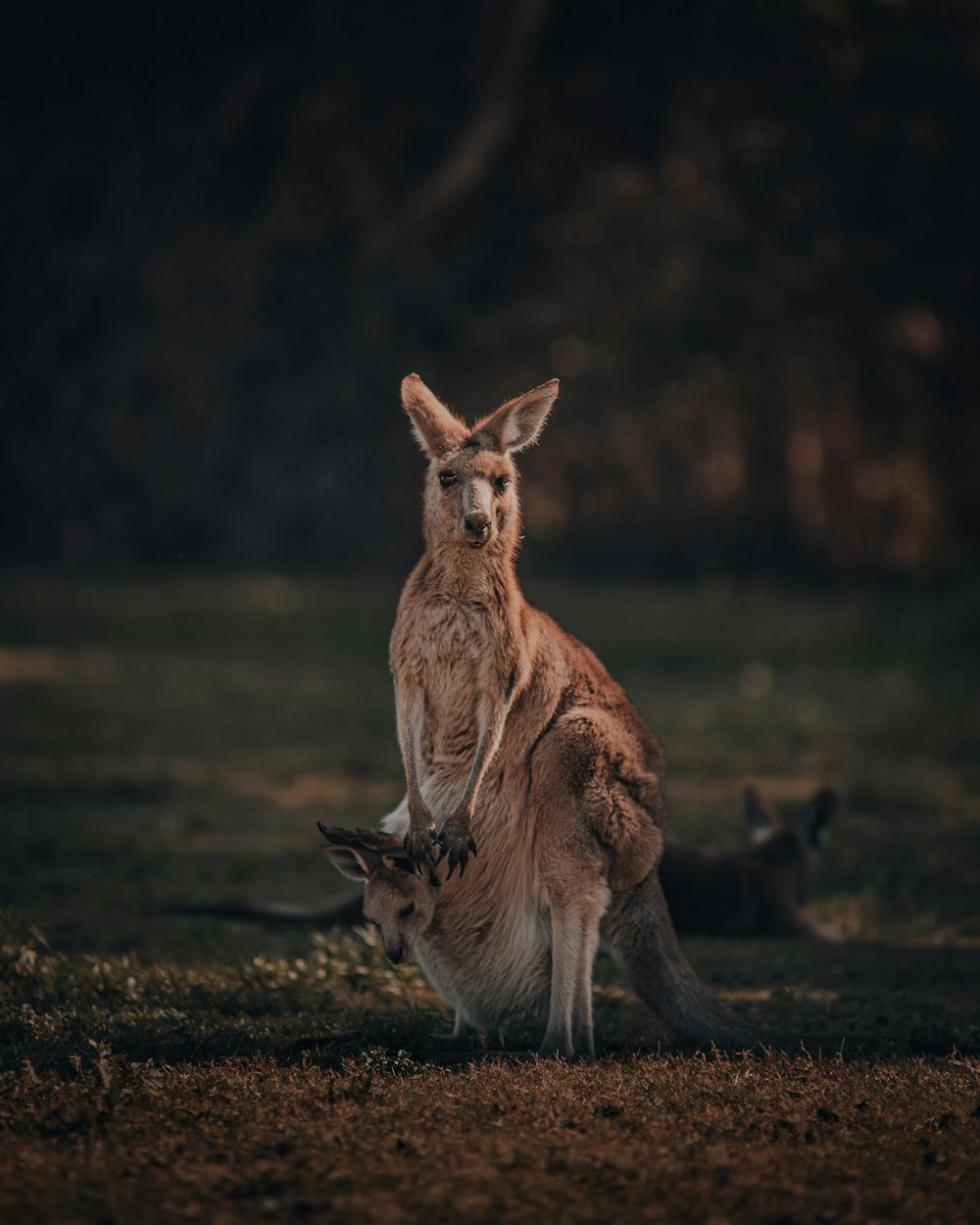 kangourou brun sur une friche brune pendant la journée