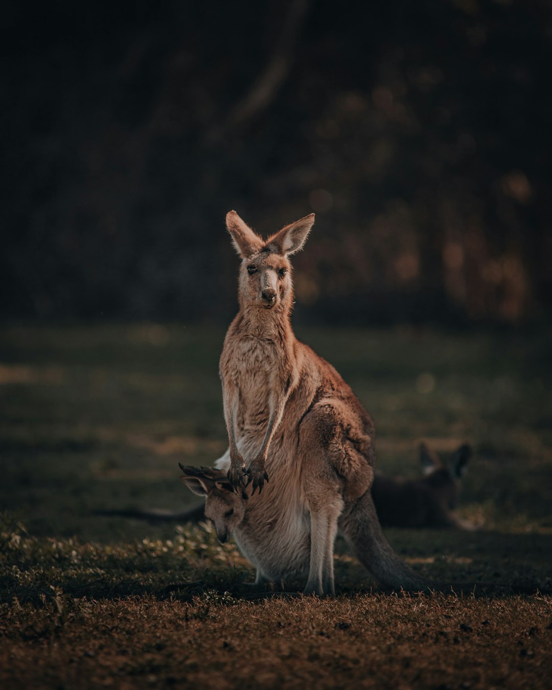  brown kangaroo on brown field during daytime kangaroo