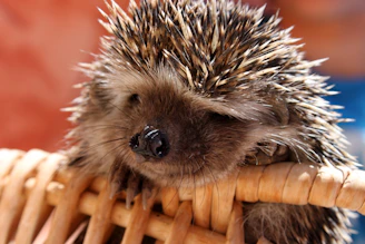 Close-up of a rescued hedgehog nestled in soft bedding at Nash Haven.
