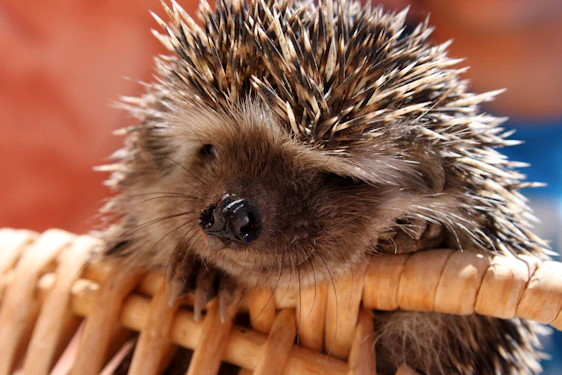 Close-up of a rescued hedgehog nestled in soft bedding at Nash Haven.