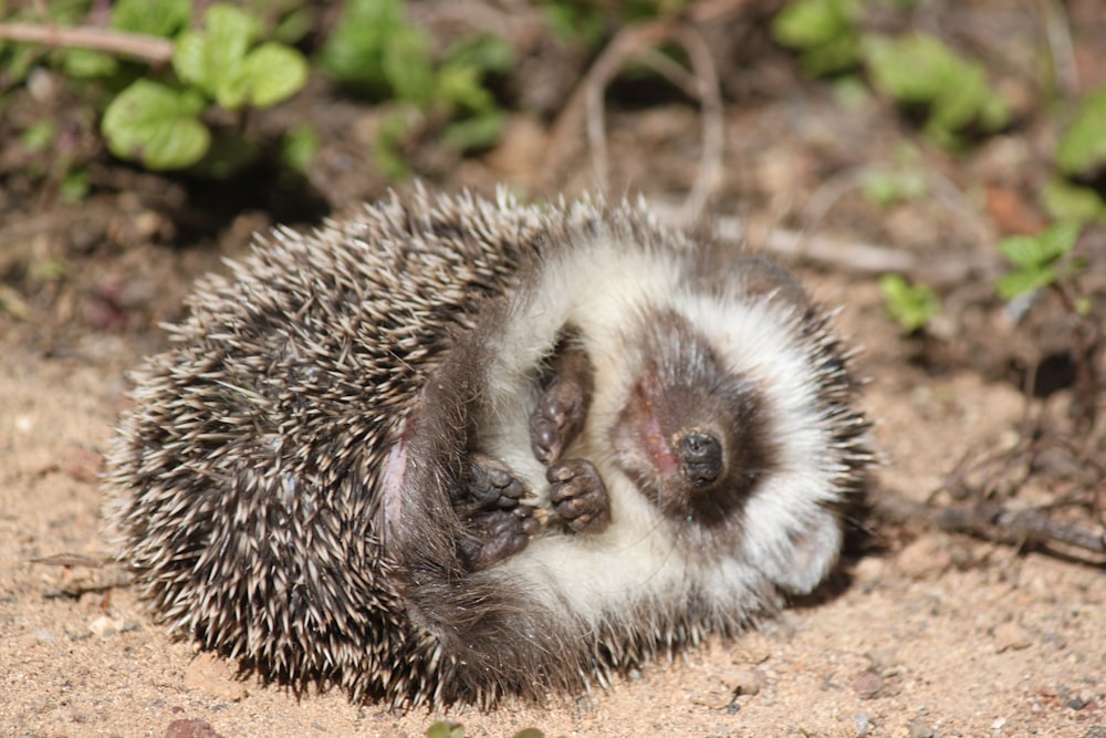 white and black hedgehog on ground during daytime