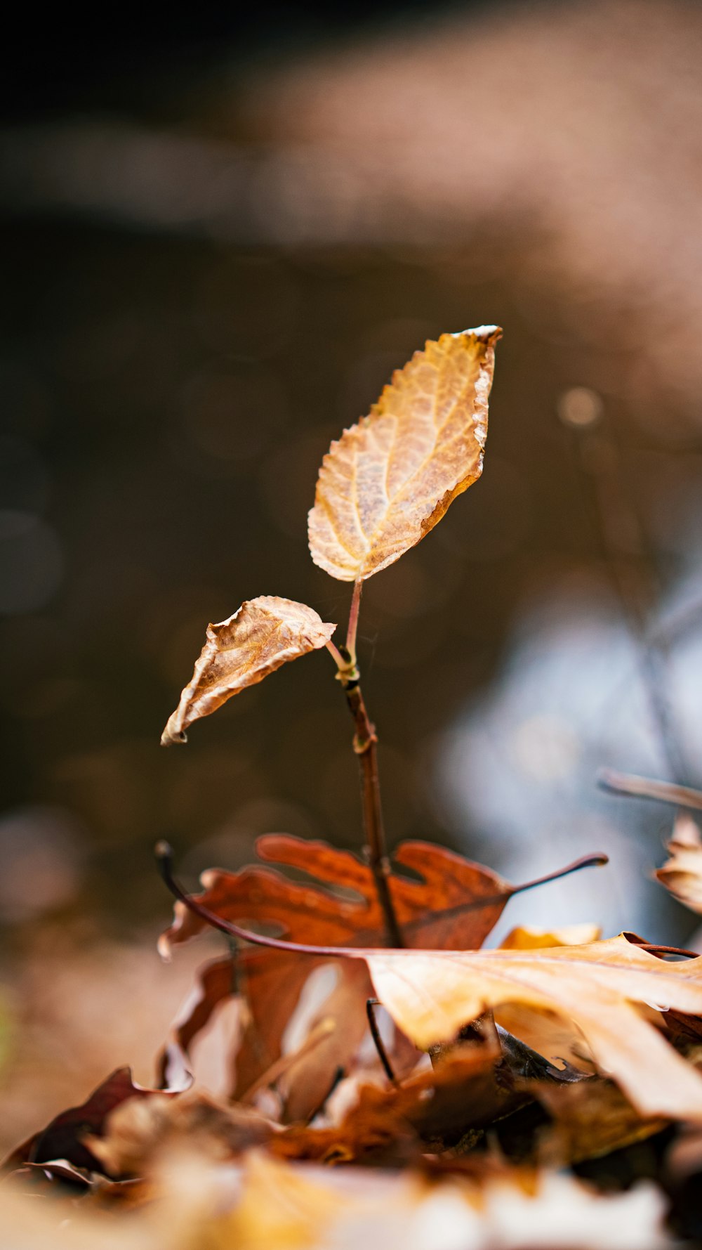 brown dried leaf on brown stem