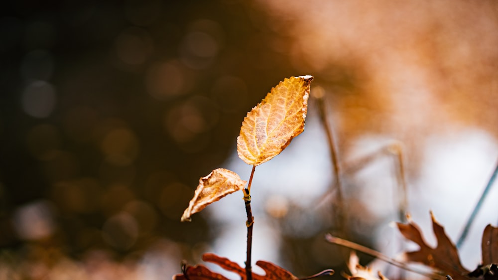 brown leaf in tilt shift lens