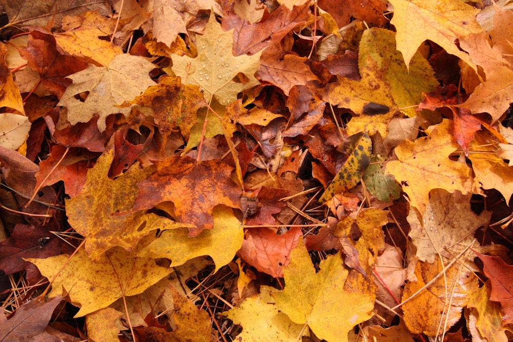 brown dried leaves on ground